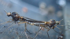 Sylvicola neozelandicus