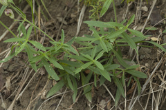 Silene repens