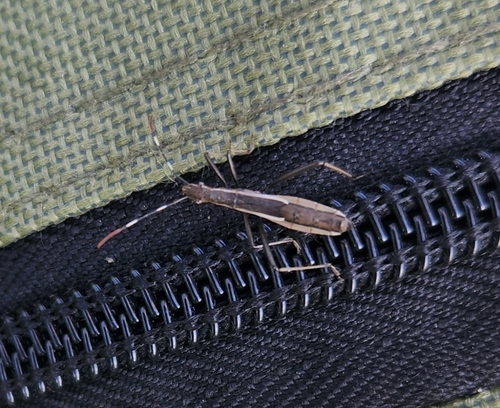 Micrelytra fossularum