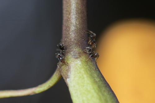 Azteca gnavaAzteca gnava