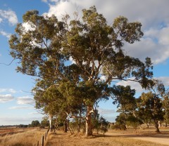 Eucalyptus fasciculosa