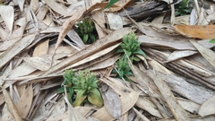 Gentiana bambuseti