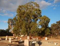 Eucalyptus fasciculosa