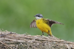 Motacilla flava iberiae