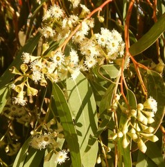 Eucalyptus fasciculosa