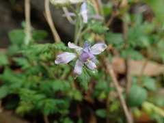 Delphinium anthriscifolium