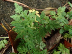 Delphinium anthriscifolium