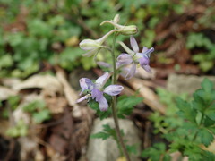 Delphinium anthriscifolium