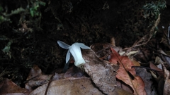 Monotropastrum humile glaberrimum