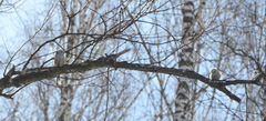 Aegithalos caudatus