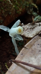 Monotropastrum humile glaberrimum