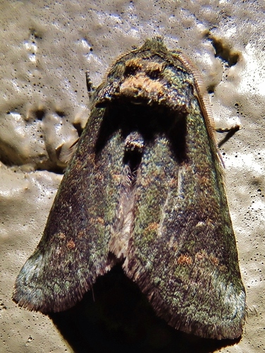 Small Prominent photo 2
