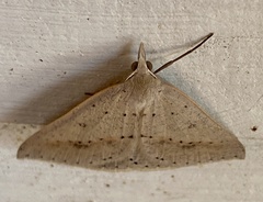 Nearcha atyla