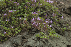 Thymus semiglaber