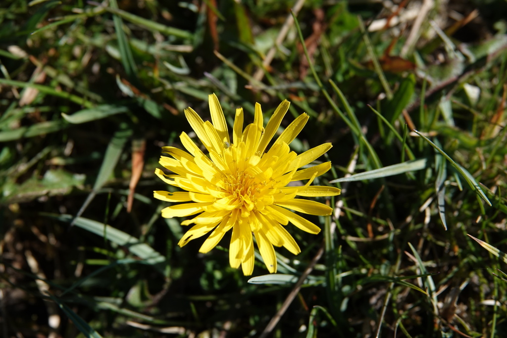 pale-bracted dandelion