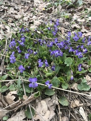 Viola ambigua
