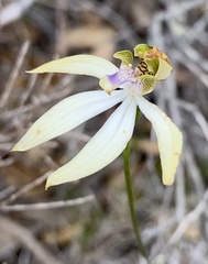 Praecoxanthus aphyllus