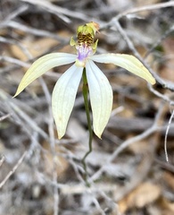 Praecoxanthus aphyllus