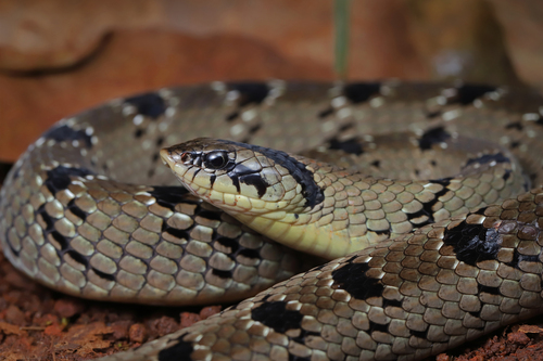 Snouted Night Adder