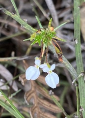 Stylidium repens
