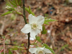 Rubus palmatus coptophyllus