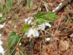 Rubus palmatus coptophyllus