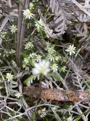 Laxmannia sessiliflora