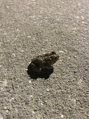 Anaxyrus terrestris