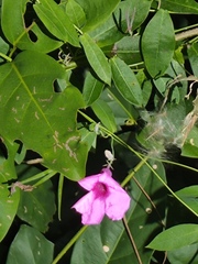 Ipomoea setifera