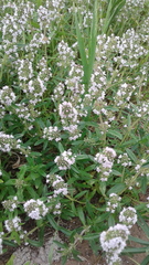 Thymus pannonicus
