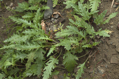 Veronica schmidtiana