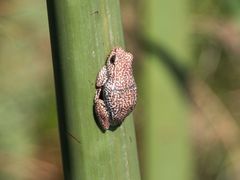 Hyperolius parallelus