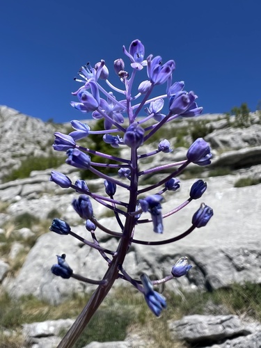 Scilla lakusicii