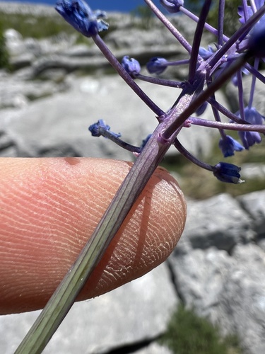 Scilla lakusicii
