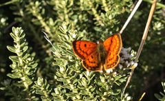 Lycaena salustius