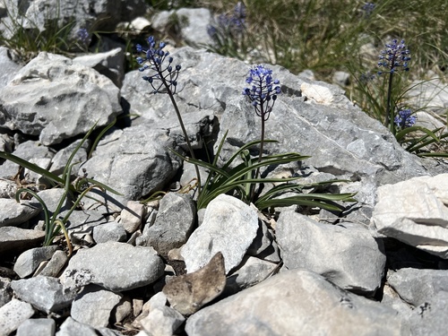 Scilla lakusicii