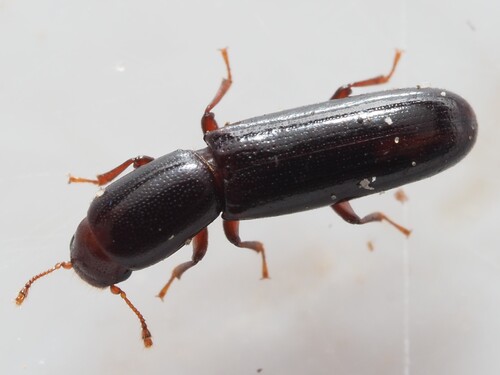 Teredus cylindricus
