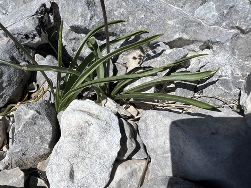 Scilla lakusicii