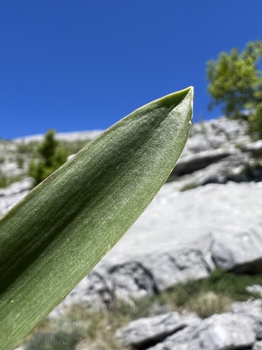 Scilla lakusicii