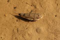 Tetractenos hamiltoni