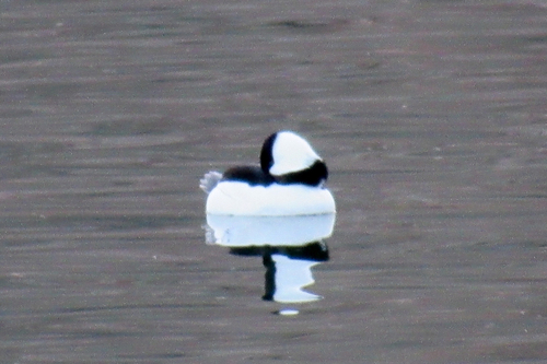 Bufflehead photographed in Arizona