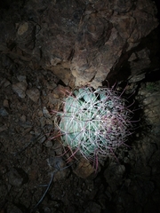Ferocactus emoryi emoryi