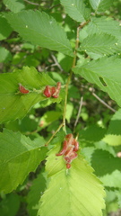 Tetraneura