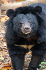 Ursus thibetanus