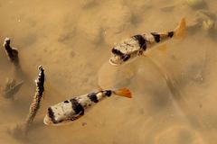 Marilyna pleurosticta