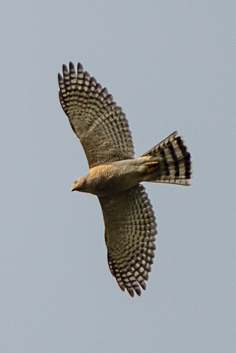 Shikra