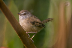 Prinia rufescens