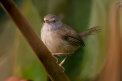 Prinia rufescens