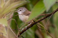 Prinia rufescens