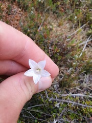 Wahlenbergia pygmaea pygmaea